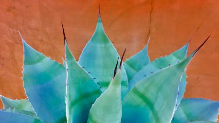 blue agave and adobe