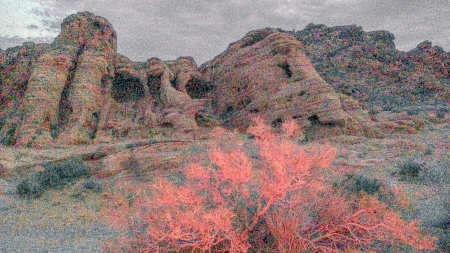 firebush