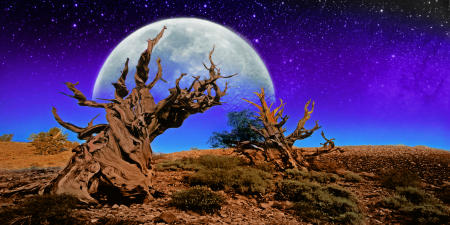 bristlecone moon