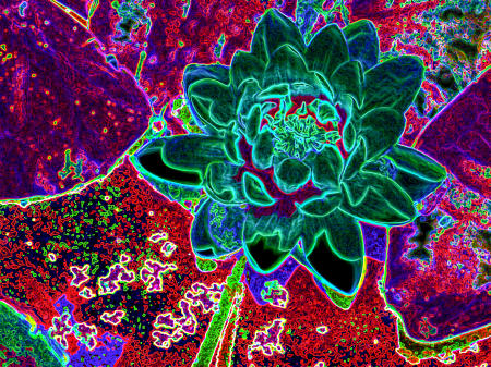 fotodelic