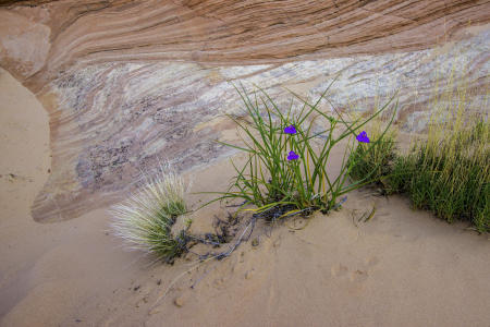 sandbloom